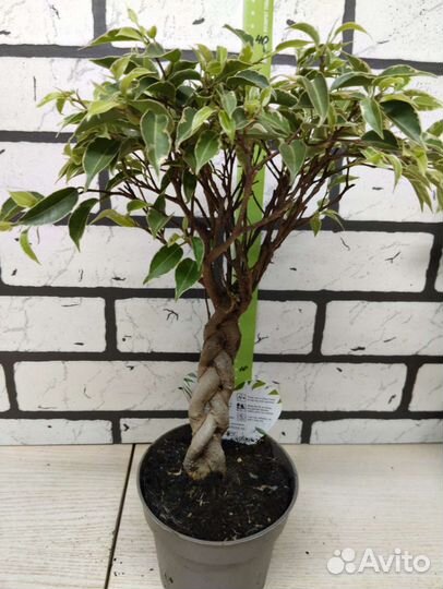 Фикус бенджамина экзотика