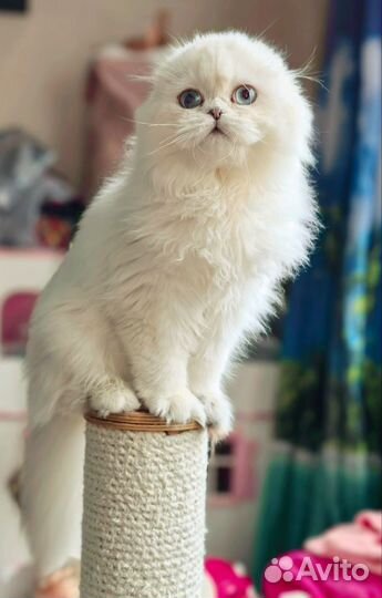 Шотландская вислоухая