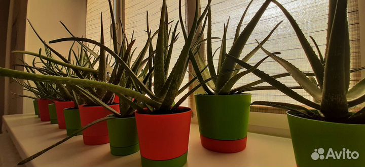 Алоэ вера лекарственный