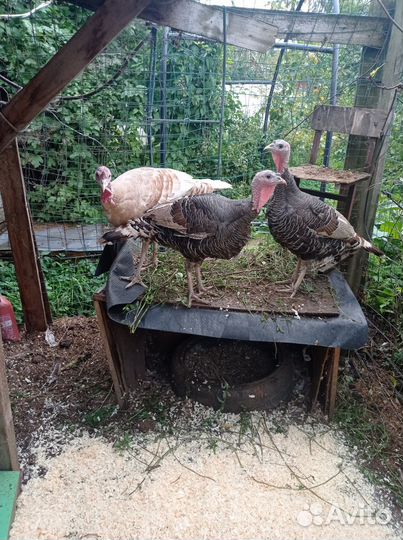 Индюки семья