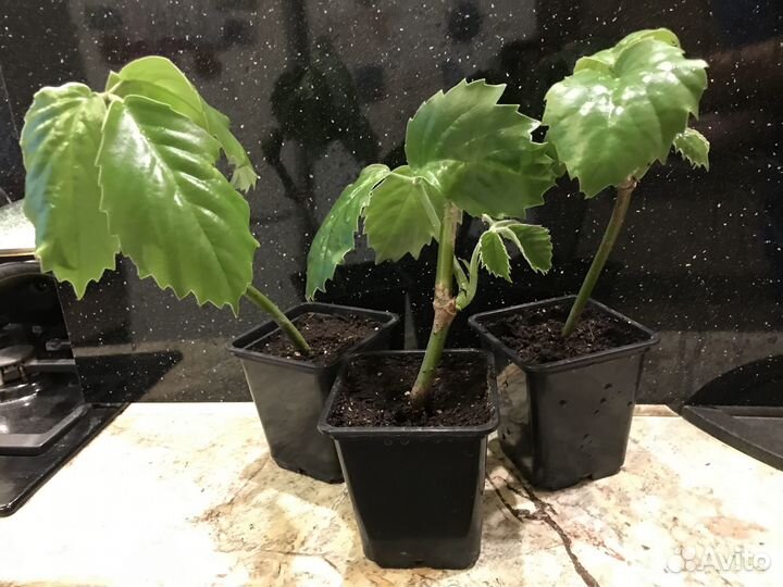 Тетрастигма