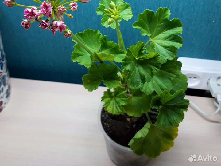 Пеларгония Герань комнатная