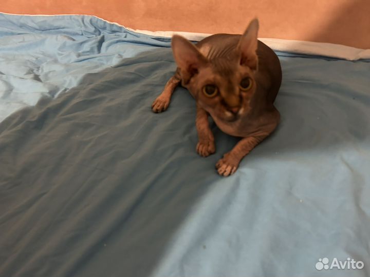 Котик на вязку