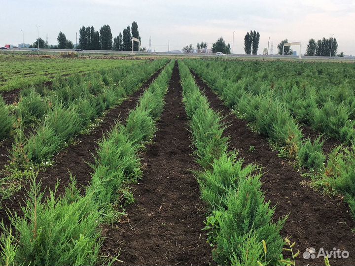 Саженцы Березы Клёна сосны можжевельника и др