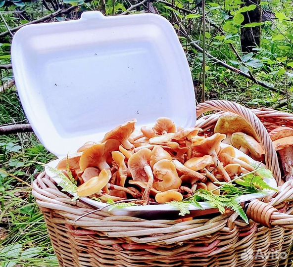 Грибы Опята