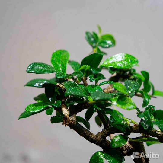 Дерево Бонсай- Кармона, цветущее дерево 12 лет