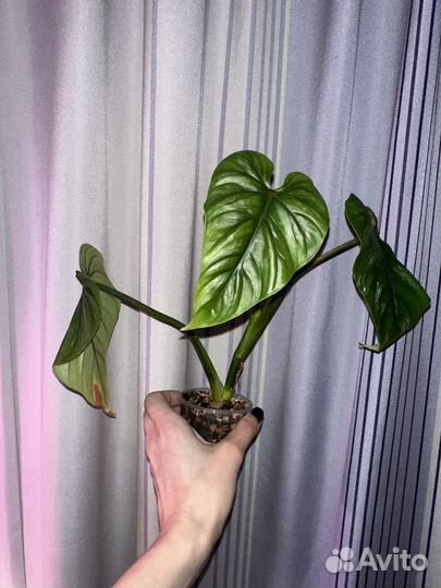 Филодендрон пловмани