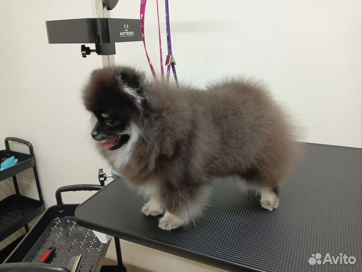 Услуги грумера/стрижка собак и кошек