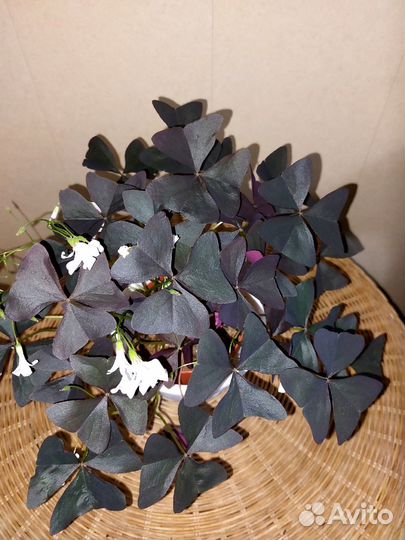 Оксалисы треугольные