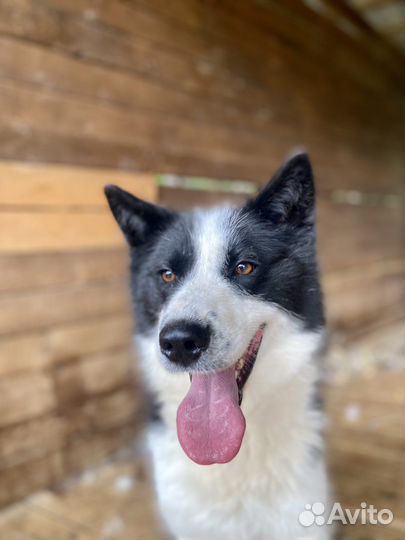 Собака в добрые руки