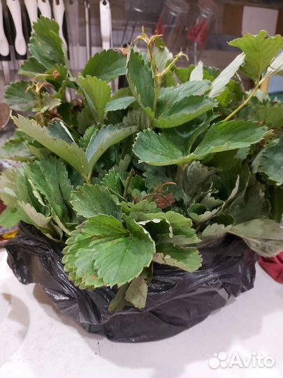 Усы клубники Гигантелла