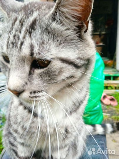 Котик из сада