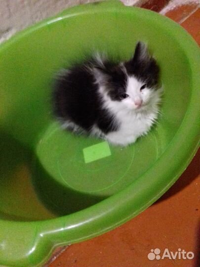 Пушистый котёнок мальчик в добрые руки