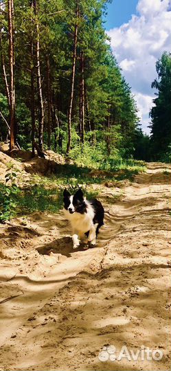 Бордер колли вязка