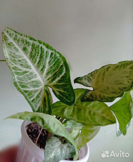 Сингониум, традесканции