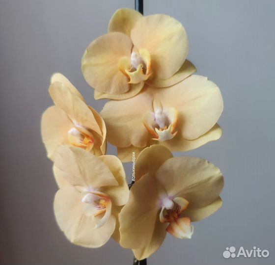 Орхидея Phal. Карина (Африканский закат)