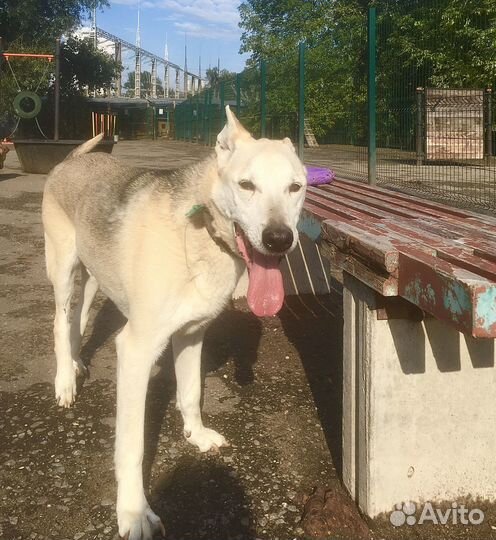 Антоша с изувеченной лапкой мыкается в приюте