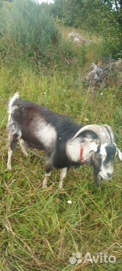 Козел на вязку