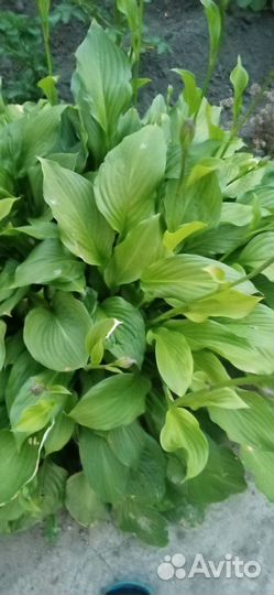 Хоста цветы