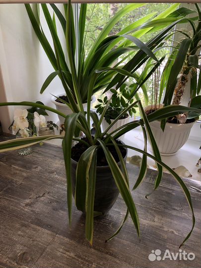 Аглаонема,спатифилиум,пеперомиял