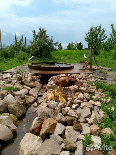 Индоутята подрощенные с утками