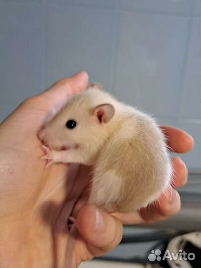 Крысята крысы ручные малыши