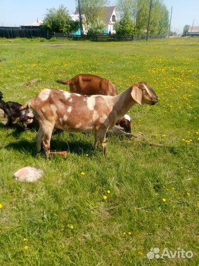 Нубийские козы