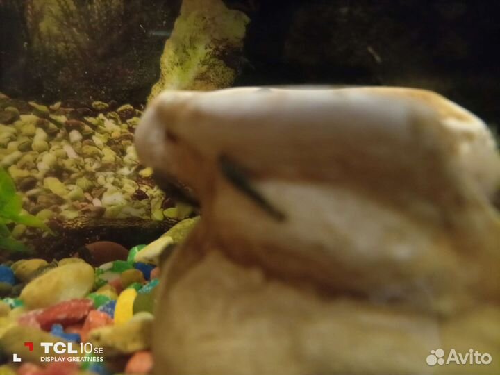 Сомики анциструсы