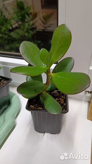Цветок Денежное дерево (Толстянка)