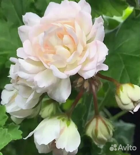 Пеларгония сортовая коллекционная