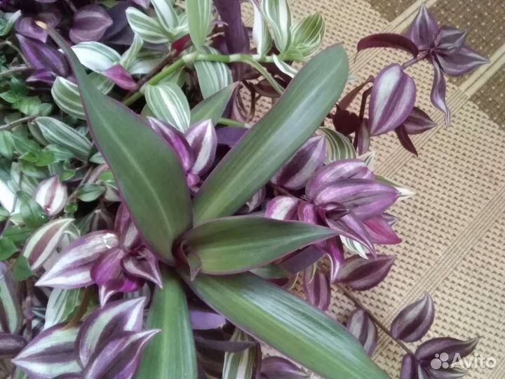 Филодендрон, Красула, Алоэ, хлорофитум, Традесканц