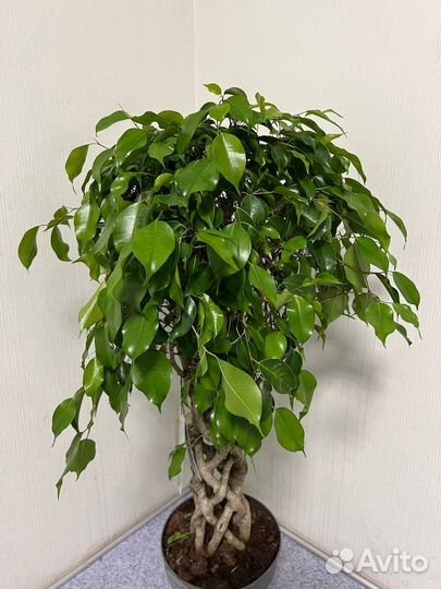 Фикус бенджамина цилиндр H 100 см