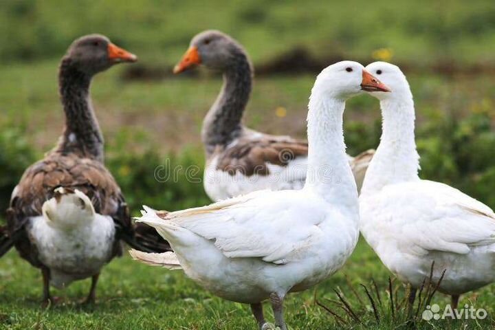 Гуси