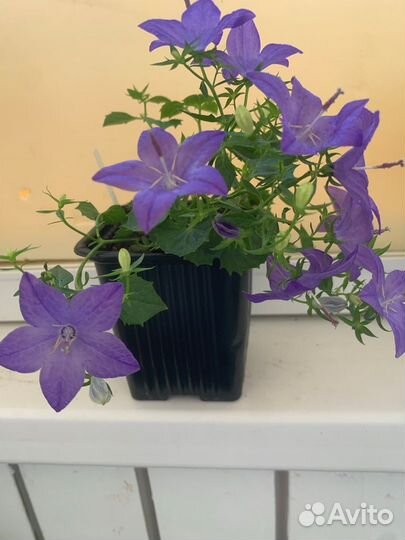 Цветок кампанула