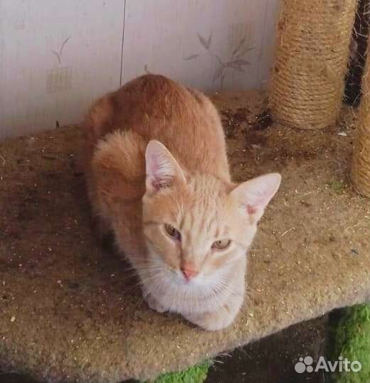 Кот рыжий котёнок подросток 1 год в дар