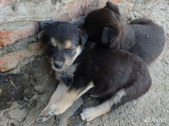 Щенки, метисы