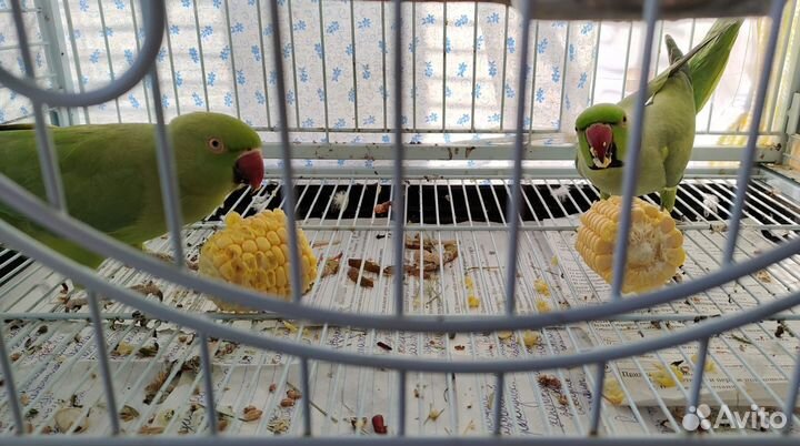 Ожереловый попугай