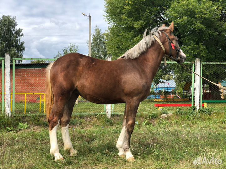 Кобыла советский тяжеловоз