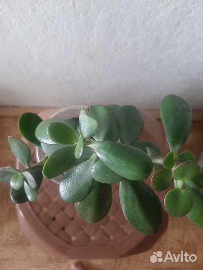 Толстянка (Денежное дерево)