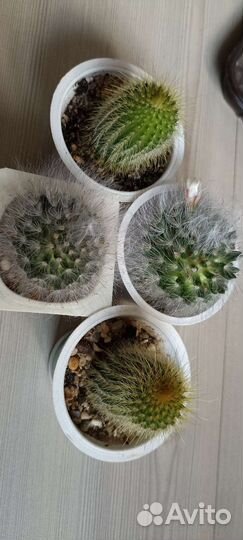 Аспарагус, Спатифилум, кактус