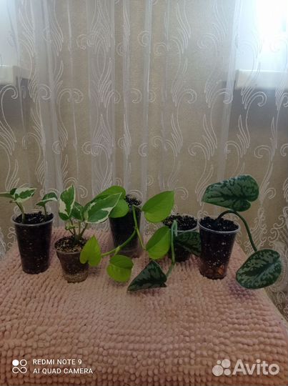 Комнатные растения