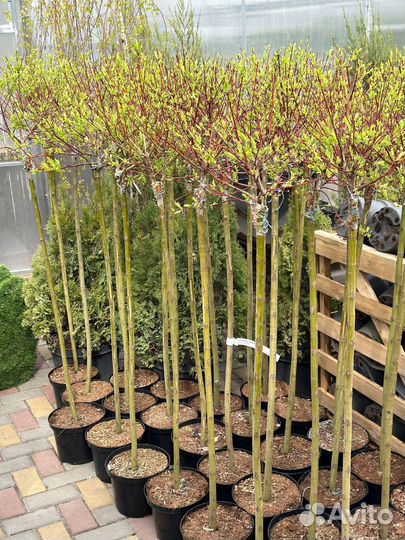 Ива хакуро нишики на штамбе