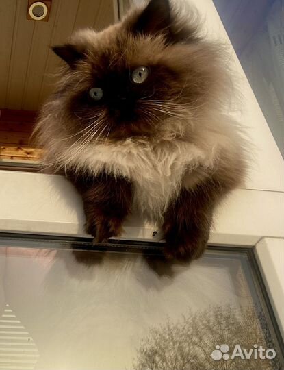 Кошка персидская гемолайская для вязки