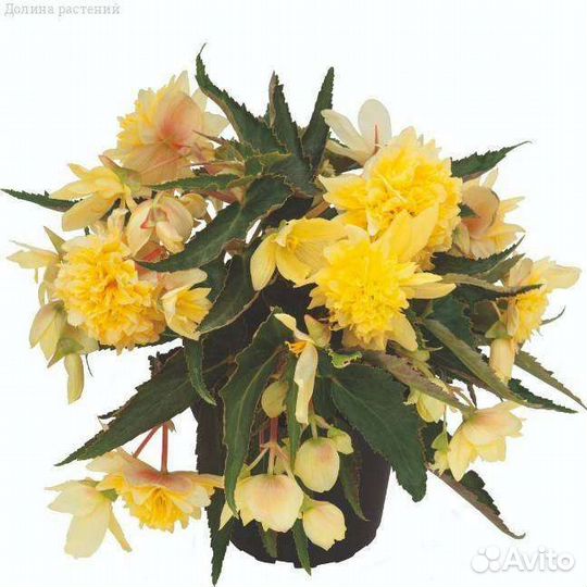 Бегония ампельная