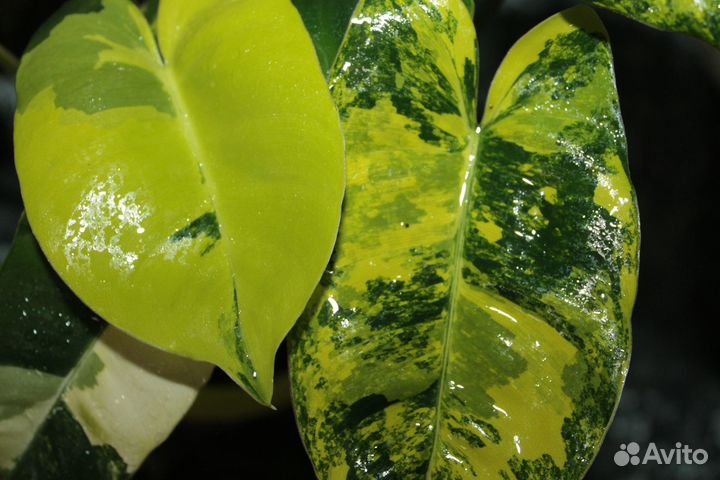 Комнатные цветы