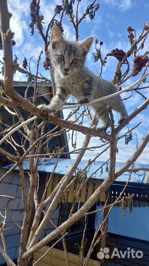 Отдам котёнка мальчика