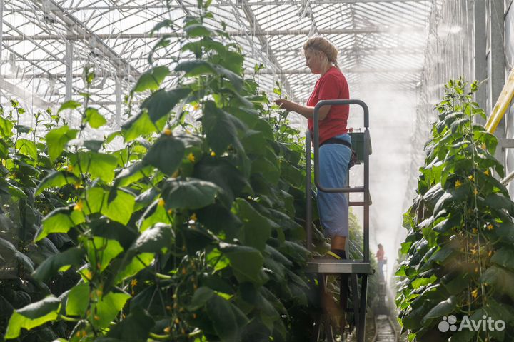 Разнорабочие в теплицу подработка оплата ежедневно