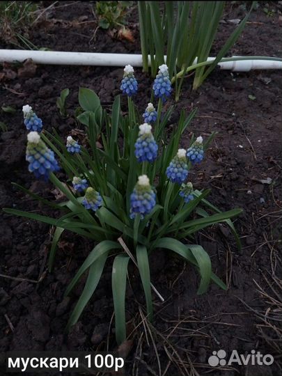 Рассада многолетних цветов