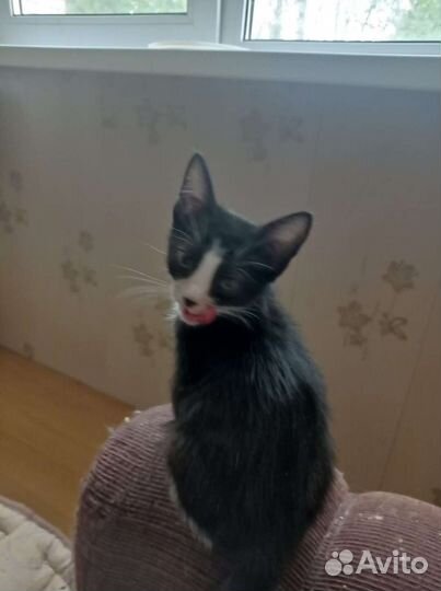 Котёнок в добрые руки Бесплатно