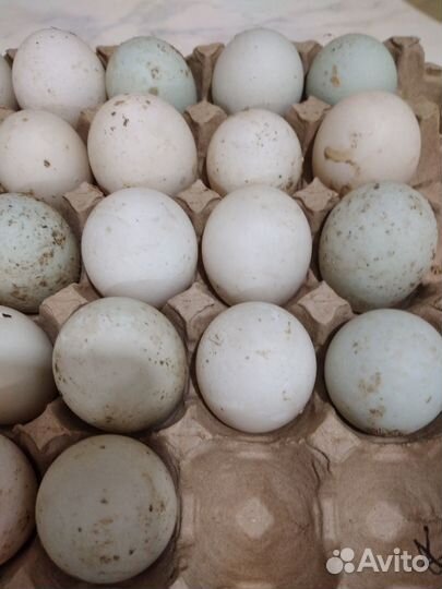 Инкубационное яйцо Индийского бегунка